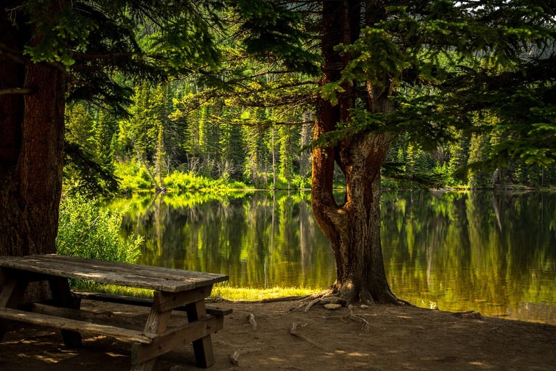 Forest Picnics